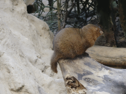 Common Dwarf Mongoose at the East Africa House at the Schönbrunn Zoo
