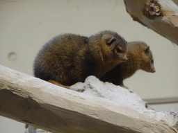 Common Dwarf Mongooses at the East Africa House at the Schönbrunn Zoo