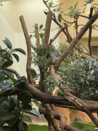 Queensland Koala at the Koala House at the Schönbrunn Zoo