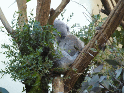Queensland Koala at the Koala House at the Schönbrunn Zoo