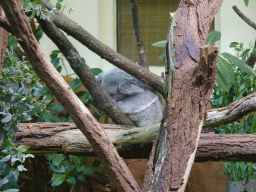 Queensland Koala at the Koala House at the Schönbrunn Zoo