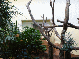 Queensland Koala at the Koala House at the Schönbrunn Zoo