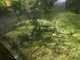 Morelet`s Crocodile at the Krokopavillon at the Aquarium-Terrarium House at the Schönbrunn Zoo