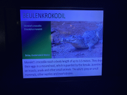 Explanation on the Morelet`s Crocodile at the Krokopavillon at the Aquarium-Terrarium House at the Schönbrunn Zoo