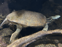 Turtle at the Aquarium at the Aquarium-Terrarium House at the Schönbrunn Zoo