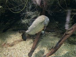 Piranha at the Aquarium at the Aquarium-Terrarium House at the Schönbrunn Zoo