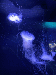 Jellyfishes at the Aquarium at the Aquarium-Terrarium House at the Schönbrunn Zoo