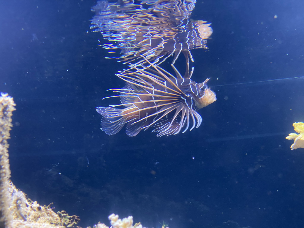 Lionfish at the Aquarium at the Aquarium-Terrarium House at the Schönbrunn Zoo