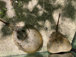 Horseshoe Crabs at the Aquarium at the Aquarium-Terrarium House at the Schönbrunn Zoo