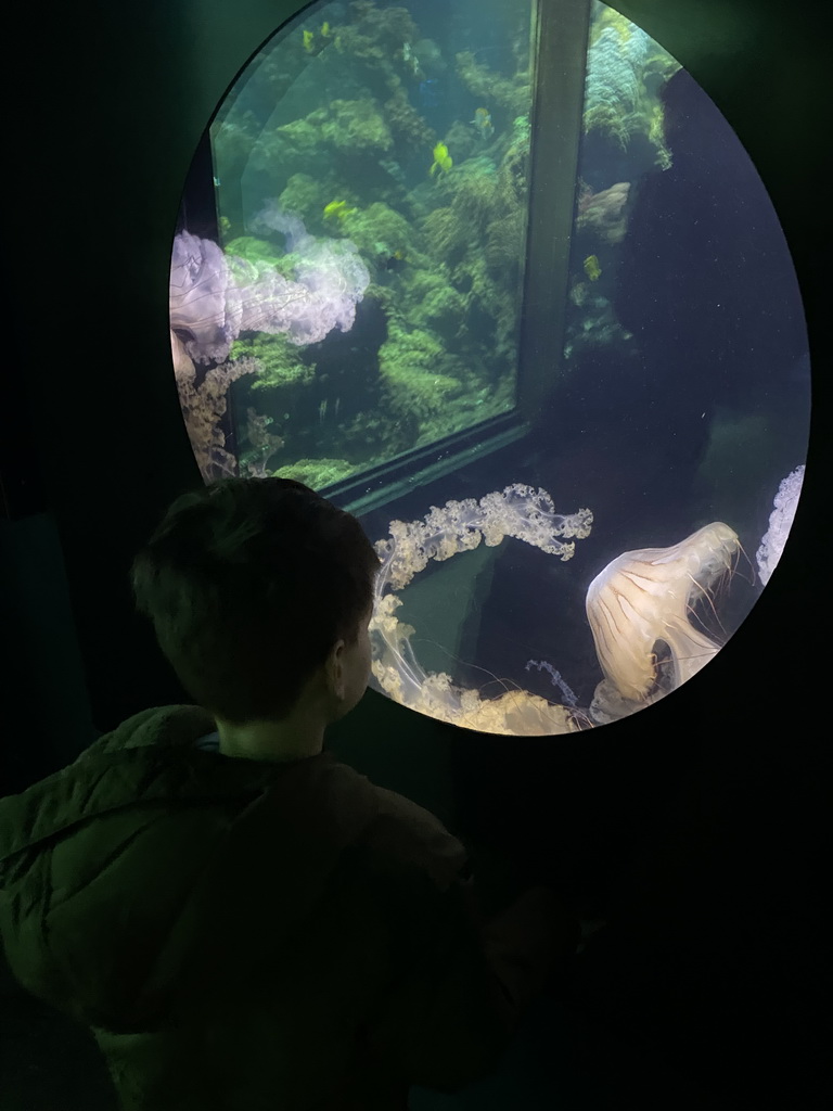 Max with a Dwarf Lion`s Mane Jellyfish at the Aquarium at the Aquarium-Terrarium House at the Schönbrunn Zoo