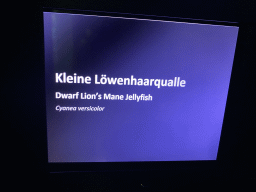 Explanation on the Dwarf Lion`s Mane Jellyfish at the Aquarium at the Aquarium-Terrarium House at the Schönbrunn Zoo