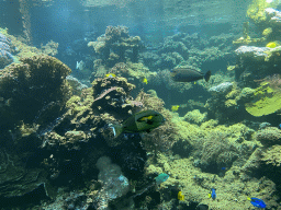 Fishes and coral at the Aquarium at the Aquarium-Terrarium House at the Schönbrunn Zoo