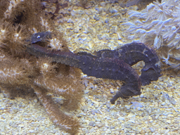 Tiger Tail Seahorses at the Aquarium at the Aquarium-Terrarium House at the Schönbrunn Zoo