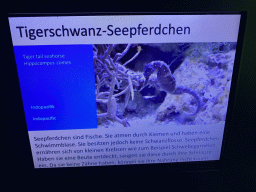 Explanation on the Tiger Tail Seahorse at the Aquarium at the Aquarium-Terrarium House at the Schönbrunn Zoo