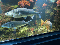 Fishes at the Aquarium at the Aquarium-Terrarium House at the Schönbrunn Zoo