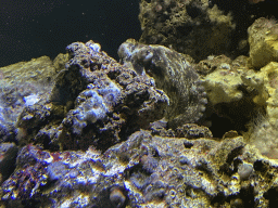 Common Octopus at the Aquarium at the Aquarium-Terrarium House at the Schönbrunn Zoo