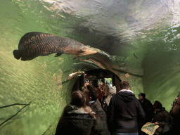 Fishes at the Underwater Tunnel at the Aquarium at the Aquarium-Terrarium House at the Schönbrunn Zoo