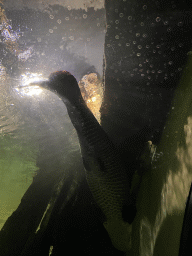 Fish at the Underwater Tunnel at the Aquarium at the Aquarium-Terrarium House at the Schönbrunn Zoo