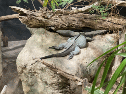 Rhinoceros Iguana at the Terrarium at the Aquarium-Terrarium House at the Schönbrunn Zoo