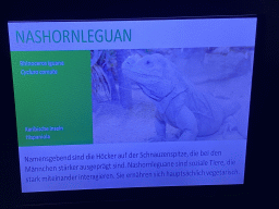 Explanation on the Rhinoceros Iguana at the Terrarium at the Aquarium-Terrarium House at the Schönbrunn Zoo