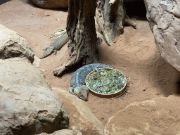 Shingle-back Skinks at the Terrarium at the Aquarium-Terrarium House at the Schönbrunn Zoo