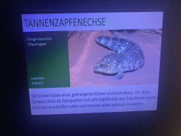 Explanation on the Shingle-back Skink at the Terrarium at the Aquarium-Terrarium House at the Schönbrunn Zoo
