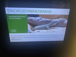 Explanation on the Spiny-tailed Monitor at the Terrarium at the Aquarium-Terrarium House at the Schönbrunn Zoo