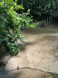 Galapagos Giant Tortoise at the Krokopavillon at the Aquarium-Terrarium House at the Schönbrunn Zoo