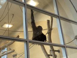 Orangutan at the ORANG.erie building at the Schönbrunn Zoo