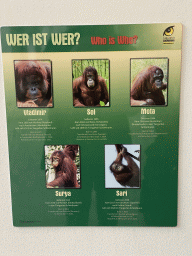 Information on the Orangutans at the ORANG.erie building at the Schönbrunn Zoo