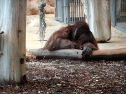 Orangutan at the ORANG.erie building at the Schönbrunn Zoo