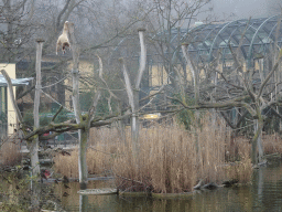 White-Handed Gibbon at the Schönbrunn Zoo
