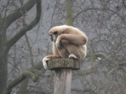 White-Handed Gibbon at the Schönbrunn Zoo