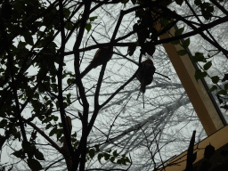 Parrots at the Aviary at the Schönbrunn Zoo