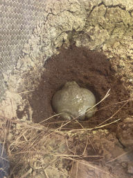 African Bullfrog at the Aviary at the Schönbrunn Zoo