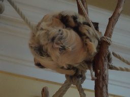 Linnaeus`s Two-toed Sloth at the Aviary at the Schönbrunn Zoo