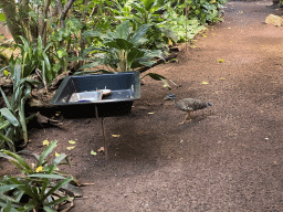 Sunbittern at the Aviary at the Schönbrunn Zoo