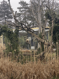 White-Handed Gibbon at the Schönbrunn Zoo