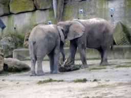 African Elephants at the Schönbrunn Zoo