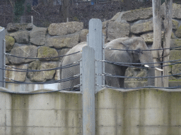 African Elephant at the Schönbrunn Zoo