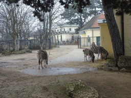 Burchell`s Zebras at the Schönbrunn Zoo