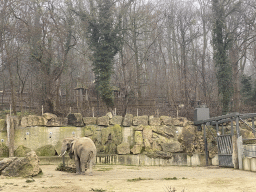 African Elephant and the road leading to the Tree-Top Trail at the Schönbrunn Zoo