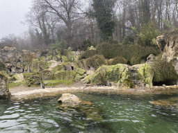 Humboldt Penguins at the Schönbrunn Zoo