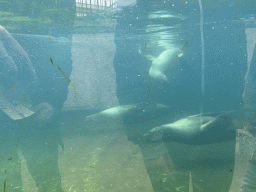 South American Sea Lions under water at the Schönbrunn Zoo