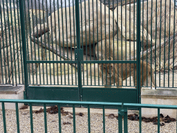 African Lion at the Schönbrunn Zoo
