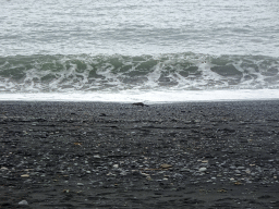 Mink at the Black Sand Beach