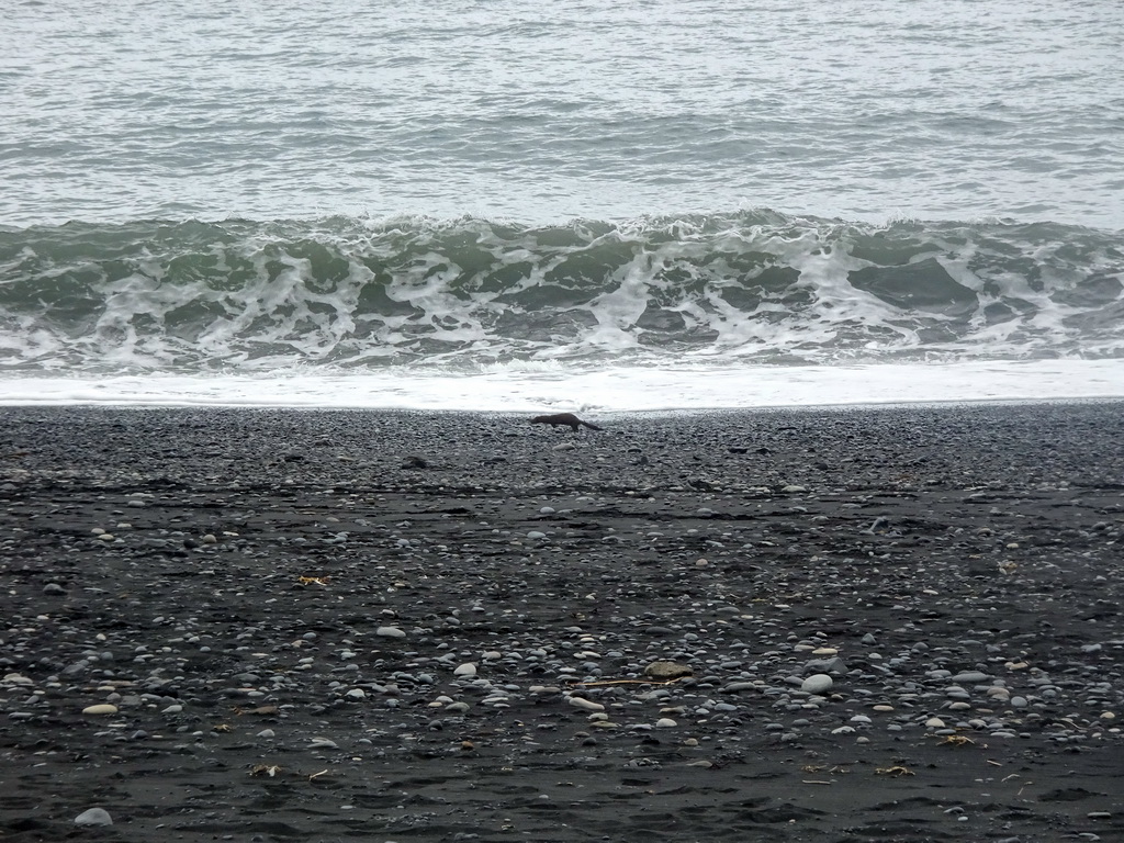 Mink at the Black Sand Beach