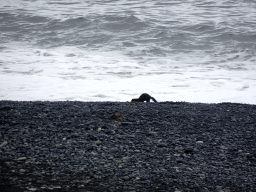 Mink at the Black Sand Beach