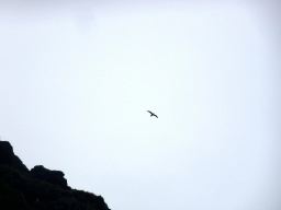 Bird flying over Reynisfjara Beach