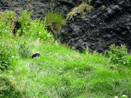 Puffin on the rocks at the east side of the Hálsanefshellir cave at Reynisfjara Beach